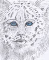 Snow leopard with ice blue eyes